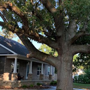 Arbor Care Tree & Landscaping