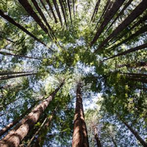 Scott's Tree & Stump Removal Services