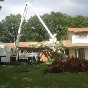 Central Florida Tree & Landscape