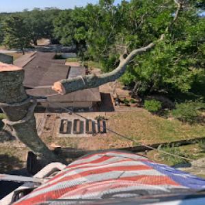 T.E.A.M. Tree Service (Tampa Bay's #1 Tree Care Service)