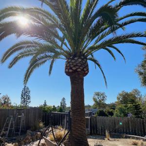 First Class Tree Service