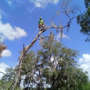DC & Sons Tree Service