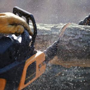 Palms & Trees Services