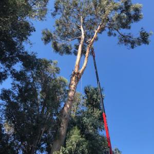 Stockton Tree Surgery