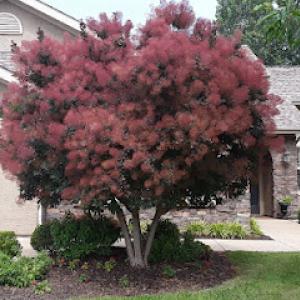 Affordable Tree Service - Tree Trimming & Tree Removal