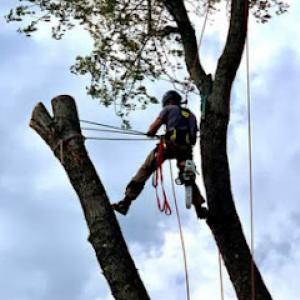 Houtz Tree Service