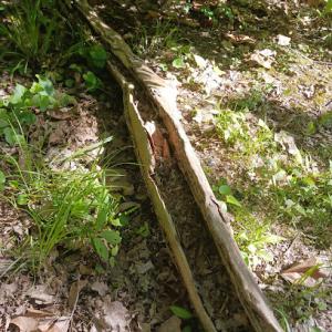 Walts Affordable Tree service