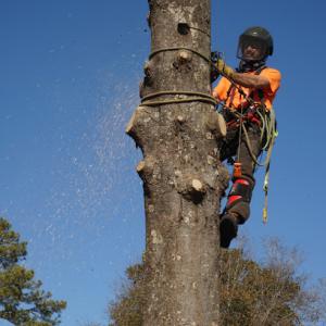 Rocksteady Tree Care