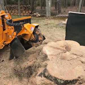 Sylvester Stump Grinding