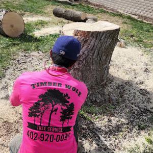 Timber wolf trees service