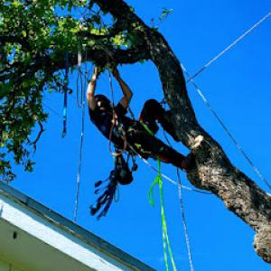 JUST-US Tree Service