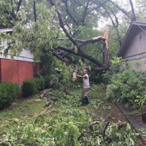 All American tree care