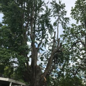 Mullins Tree Service