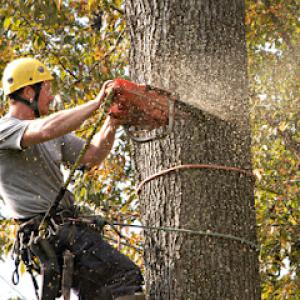 O & O Tree Service