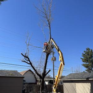 C+K Tree Care