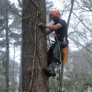 A-A Tree Service