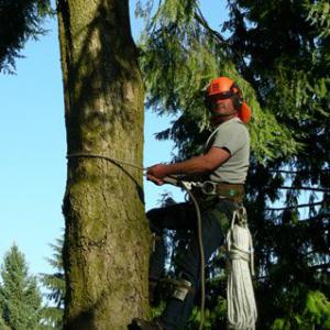 Fraser Valley Tree Service