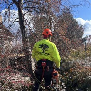Utah Roots Tree Care