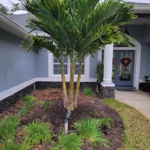 Cheap Guy Tree & Stump Removal