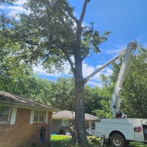 Davis tree service