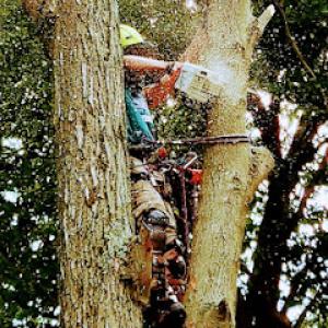 Climb & Cut Quality Tree Services