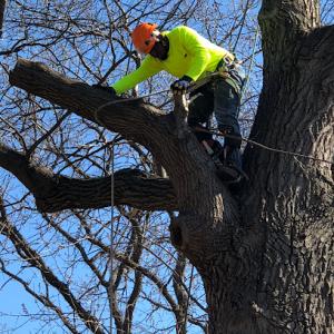 AAA Tree Care Landscaping