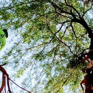 Tree Services Tucson AZ by Brijer Resources
