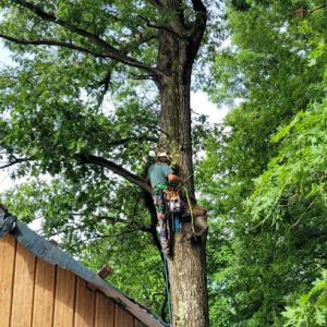 River to River Trees