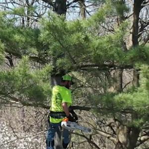 Arbor Care Tree Service