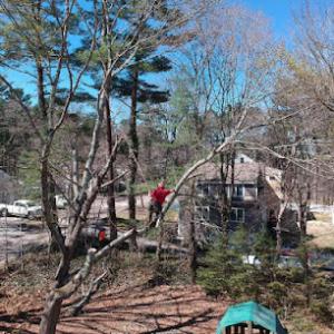 Gibbons Tree Service