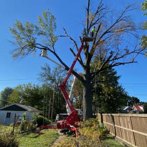 STL Tree Services