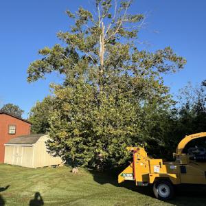 Gonzalez Tree Service