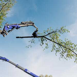 Statesmen Tree Service