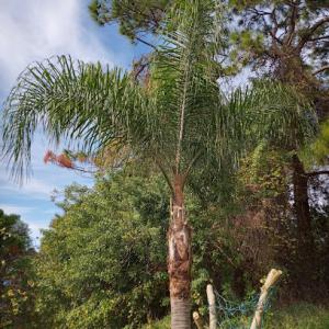 Top Cut Tree Services