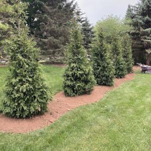 Trees Planting Care