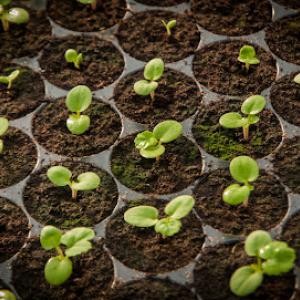 Aaron Tree Service - Tree Trimming Service, Tree Removal Service, Tree Trimming & Removal, Tree Removal, Tree Service in Rowlett TX