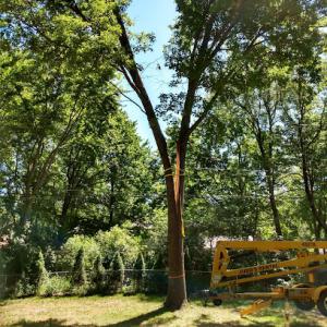 Midland Tree Removal