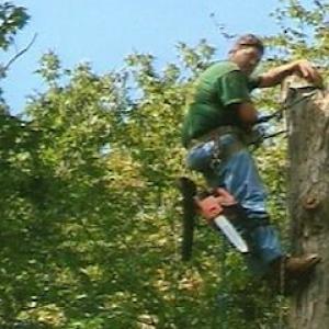 Clark Tree Expert Company