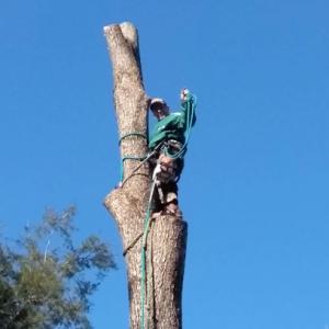 Affordable Montgomery Tree Service