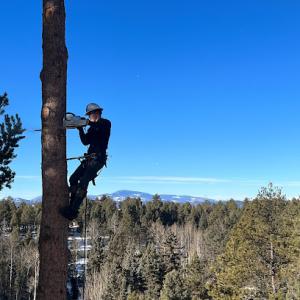 Woodland Tree Service