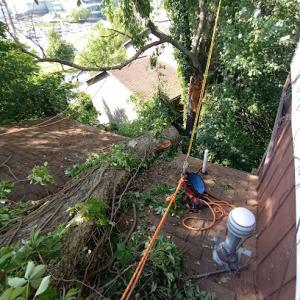 Bargaineer tree experts