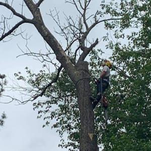 Quality Tree Services