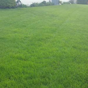 American Lawn & Tree Specialists