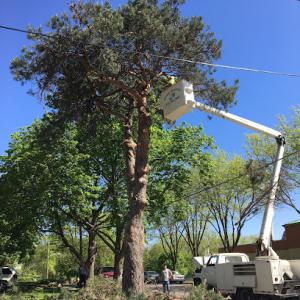 National Tree Service