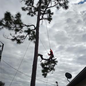 Tree Scaping Of Naples