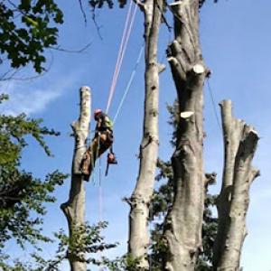 KDF Tree & Landscape