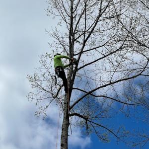 A Lau Tree Service