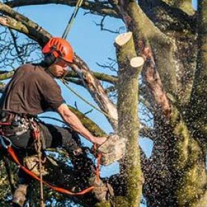 A Affordable Tree Service