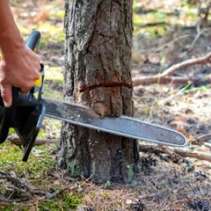Twilight Tree & Landscapes