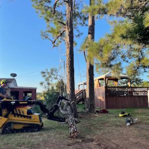 Heritage Tree Care